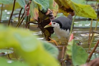 Chrastal beloprsy - Amaurornis phoenicurus - White-breasted Waterhen o2472